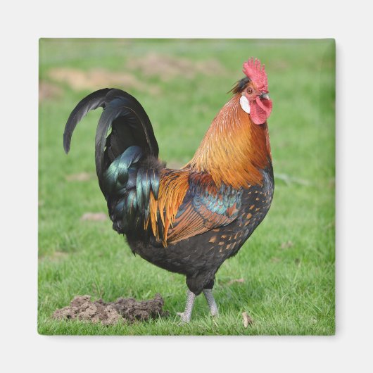 Rood- en zwarte rooster magneet (Voorkant)