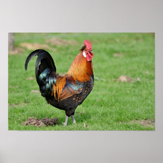 Rood- en zwarte rooster poster (Voorkant)