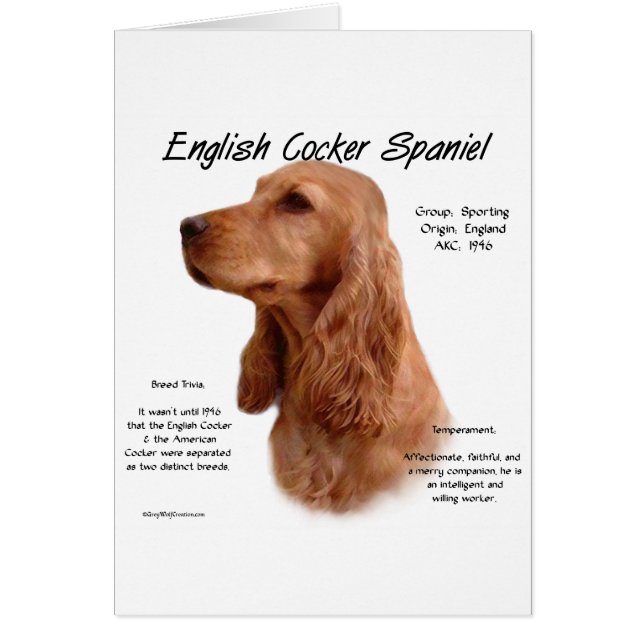 Rood Engels Cocker Spaniel Geschiedenis (Voorkant)