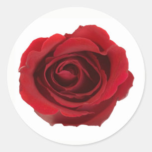 Rood Fotografisch Roos Bloem Ronde Sticker