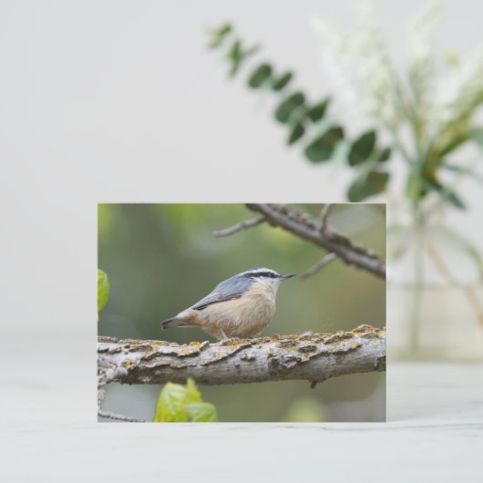 Rood geborsteld Nuthatch Briefkaart (Staand voorkant)