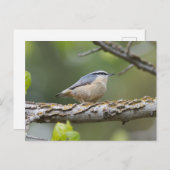 Rood geborsteld Nuthatch Briefkaart (Voorkant / Achterkant)