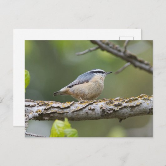 Rood geborsteld Nuthatch Briefkaart (Voorkant / Achterkant)