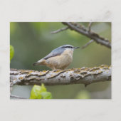 Rood geborsteld Nuthatch Briefkaart (Voorkant)