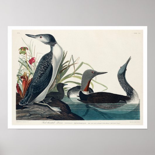Rood-Gedekte duiker door Poster van Audubon (Voorkant)