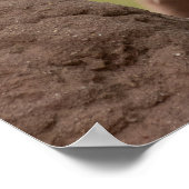 Rood-Geel Barbet op Branch Poster (Hoek)