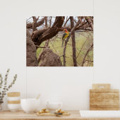 Rood-Geel Barbet op Branch Poster (Keuken)