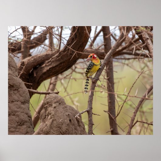Rood-Geel Barbet op Branch Poster (Voorkant)