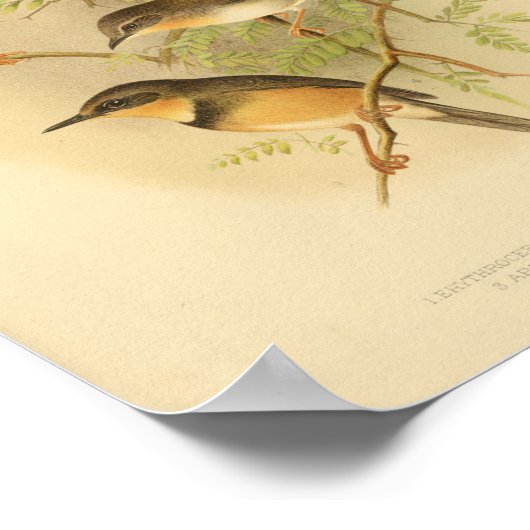  Rood Geel Bruin Afdruk Poster (Hoek)