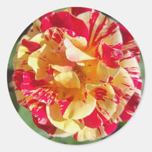 Rood & geel gevarieerde Rozen Stickers