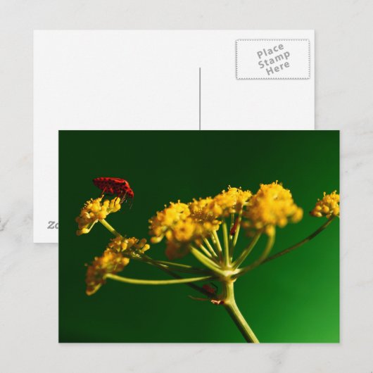 Rood - Geel - Groen Briefkaart (Voorkant / Achterkant)