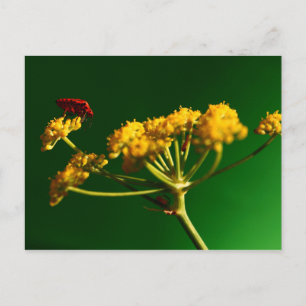 Rood - Geel - Groen Briefkaart