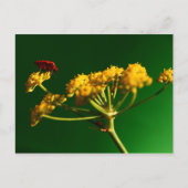 Rood - Geel - Groen Briefkaart (Voorkant)