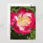 Rood & Geel Rose Briefkaart (Voorkant / Achterkant)