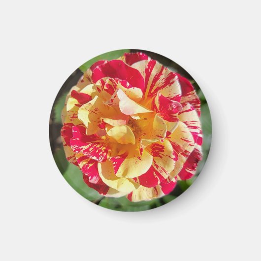 Rood & Geel Variegated Roos Magnet (Voorkant)