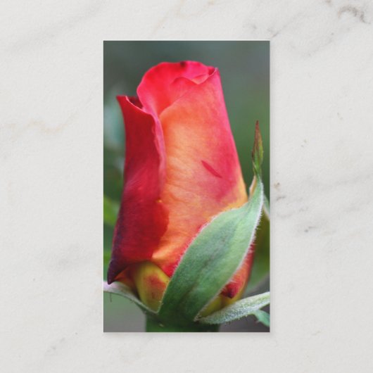 Rood gele rosebud Visitekaartje (Achterkant)