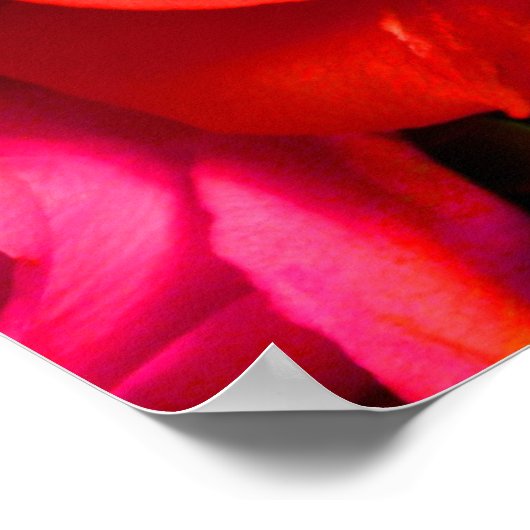 Rood gele rozenPoster Poster (Hoek)