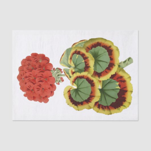 Rood geraniumbotanisch 10 x 15-inch weefselpapier tissuepapier (Voorkant)