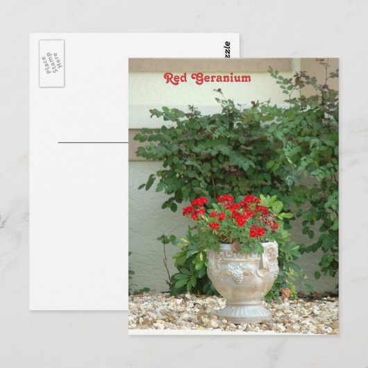 Rood geraniumBriefkaart Briefkaart (Voorkant / Achterkant)