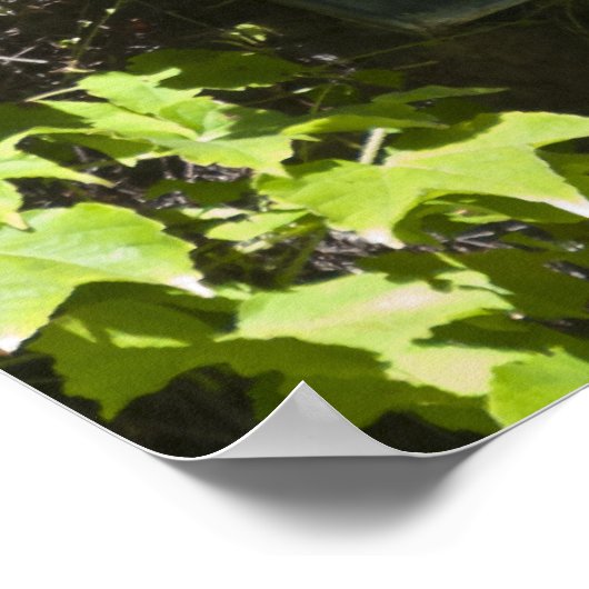 Rood geraniumvenster poster (Hoek)