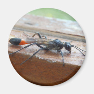 Rood geschuurde zandwasser Magnet