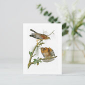 Rood-gesteunde Havik John Audubon Birds van Briefkaart (Staand voorkant)
