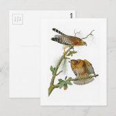 Rood-gesteunde Havik John Audubon Birds van Briefkaart (Voorkant / Achterkant)
