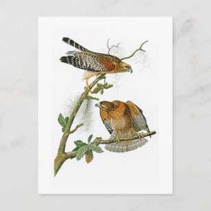 Rood-gesteunde Havik John Audubon Birds van Briefkaart