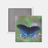 rood gevlekt paarse magneet (Voorkant / Achterkant)