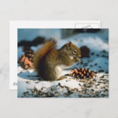 Rood gevlekte eekhoorn briefkaart (Voorkant / Achterkant)