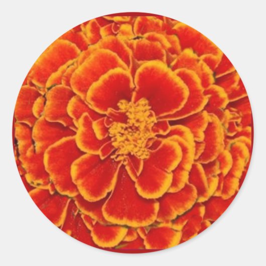 Rood & Goud Marigold Bloem Geschenken door Sharles Ronde Sticker (Voorkant)