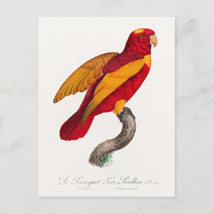 Rood-Gouden Lori, Briefkaart