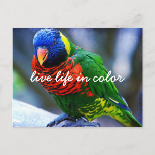 Rood Groen Blauw Loriket Vogel Leef Leven In Kleur Briefkaart