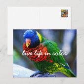 Rood Groen Blauw Loriket Vogel Leef Leven In Kleur Briefkaart (Voorkant / Achterkant)