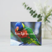 Rood Groen Blauw Loriket Vogel Leef Leven In Kleur Briefkaart (Staand voorkant)