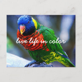 Rood Groen Blauw Loriket Vogel Leef Leven In Kleur Briefkaart