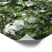 Rood Hibiscus en witte Phlox bloeiende tuin Poster (Hoek)