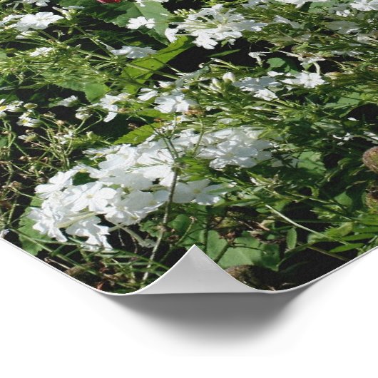 Rood Hibiscus en witte Phlox bloeiende tuin Poster (Hoek)