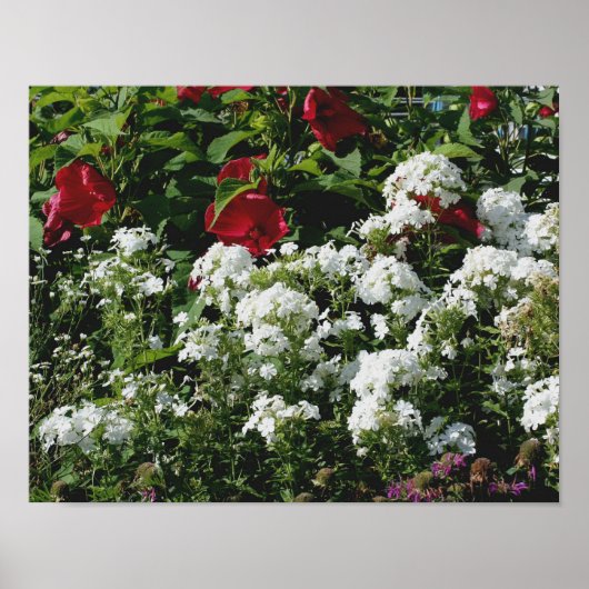 Rood Hibiscus en witte Phlox bloeiende tuin Poster (Voorkant)