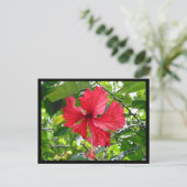 Rood Hibiscus Flower Briefkaart (Staand voorkant)