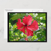 Rood Hibiscus Flower Briefkaart (Voorkant / Achterkant)