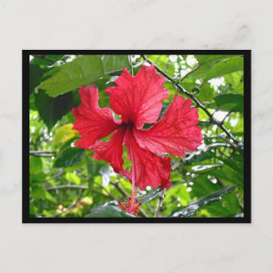 Rood Hibiscus Flower Briefkaart