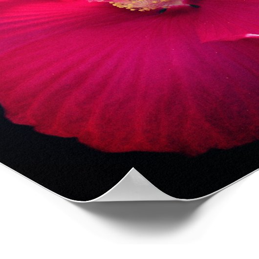 Rood Hibiscus fluithaar dicht Poster (Hoek)