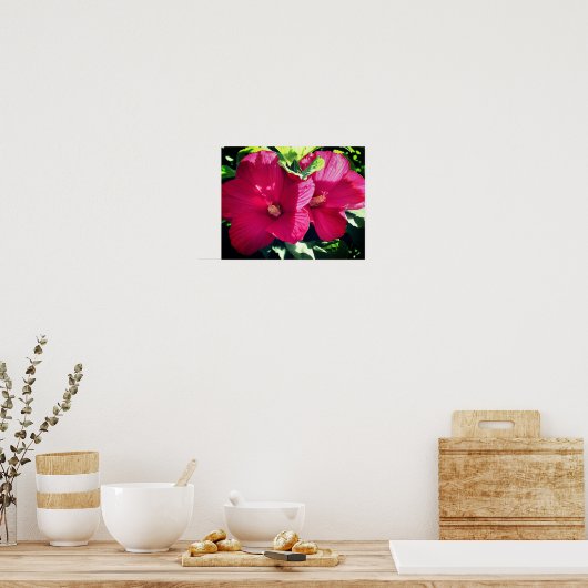 Rood Hibiscus fluithaar dicht Poster (Keuken)