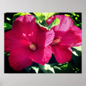 Rood Hibiscus fluithaar dicht Poster (Voorkant)