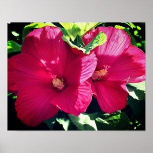 Rood Hibiscus fluithaar dicht Poster
