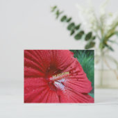 Rood Hibiscus met regendruppels Briefkaart (Staand voorkant)