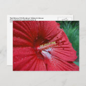Rood Hibiscus met regendruppels Briefkaart (Voorkant / Achterkant)