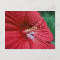 Rood Hibiscus met regendruppels