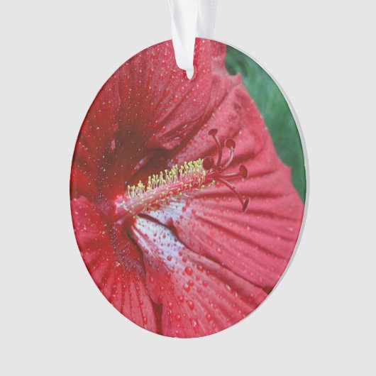 Rood Hibiscus met regendruppels Ornament (voorkant)